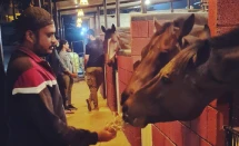 Horse Boarding